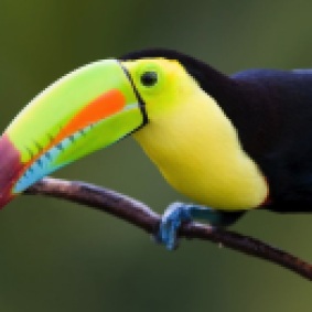 hermoso-tucan-en-las-selvas-de-colombia-aves-toucan-colors-g